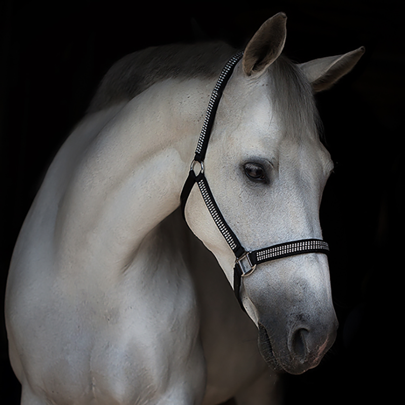 Pferde Fotoshooting